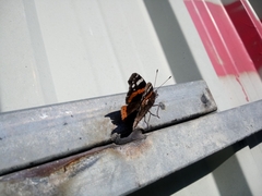 Vanessa atalanta