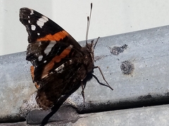 Vanessa atalanta
