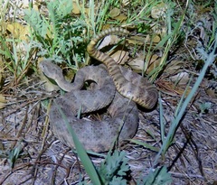 Crotalus tigris