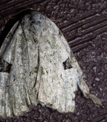 Leuconycta diphteroides