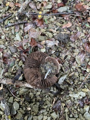 Rhodocybe