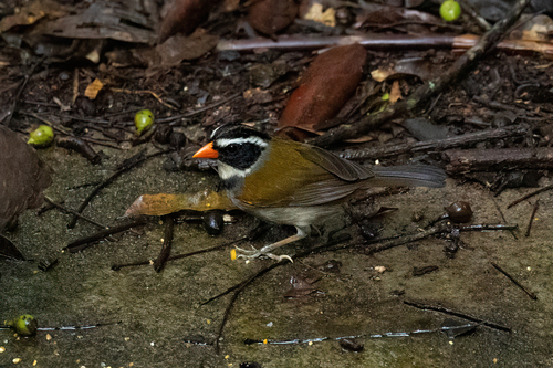 Orange-billed Sparrow