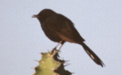 Cercotrichas podobe