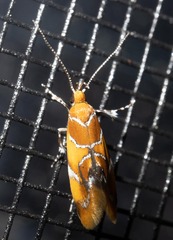 Epicallima argenticinctella