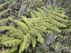 Cyathea glauca