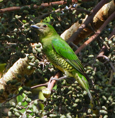 Tersina viridis