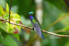 Campylopterus villaviscensio