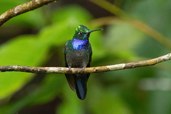 Campylopterus villaviscensio
