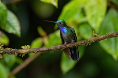 Campylopterus villaviscensio