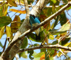 Dacnis lineata