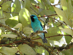 Dacnis nigripes