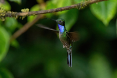Campylopterus villaviscensio