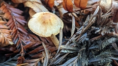 Agaricus diminutivus