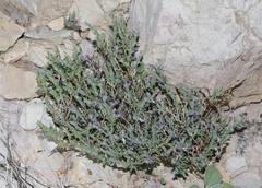 Hebecarpa macradenia