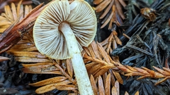 Agaricus diminutivus