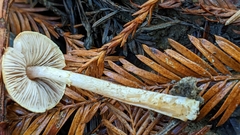 Agaricus diminutivus