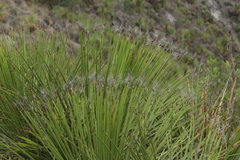 Dasylirion acrotrichum