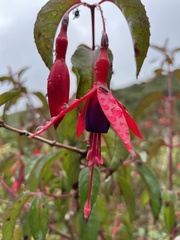 Fuchsia magellanica