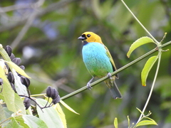 Tangara cyanoventris