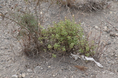 Brickellia veronicifolia