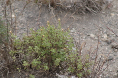 Brickellia veronicifolia