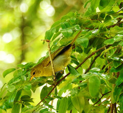 Hemithraupis ruficapilla