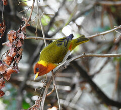 Hemithraupis ruficapilla