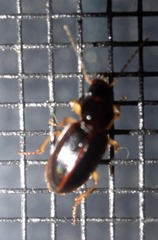 Stenolophus ochropezus