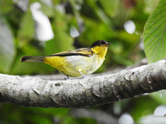 Hemithraupis flavicollis