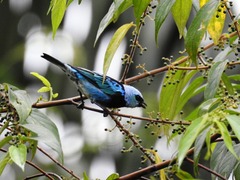 Stilpnia nigrocincta