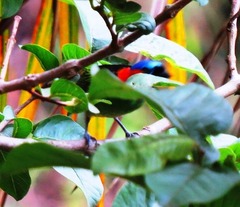 Tangara cyanocephala