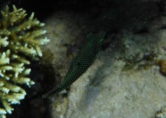 Canthigaster margaritata