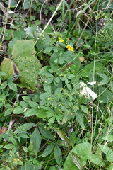 Potentilla cryptotaeniae