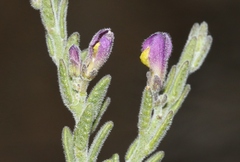 Hebecarpa macradenia