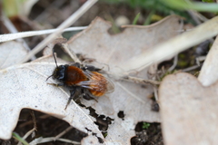 Andrena fulva