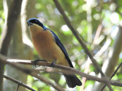 Pipraeidea melanonota