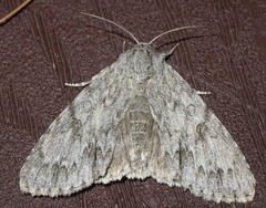 Acronicta