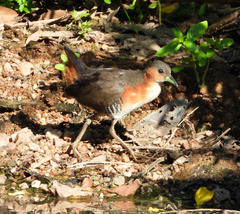 Laterallus melanophaius