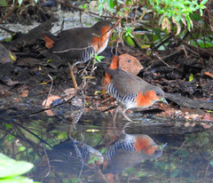 Laterallus melanophaius