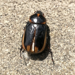 Ancognatha ustulata