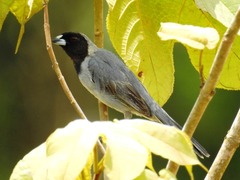 Schistochlamys melanopis