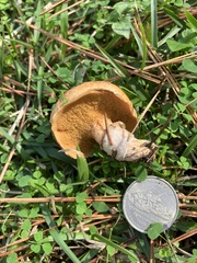 Suillus cothurnatus
