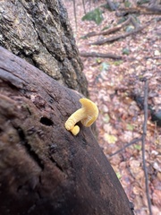 Cyptotrama chrysopepla