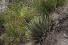 Agave horrida perotensis