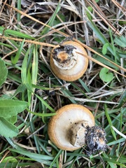 Suillus cothurnatus