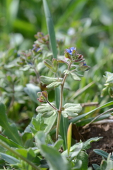 Veronica triphyllos