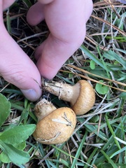 Suillus cothurnatus