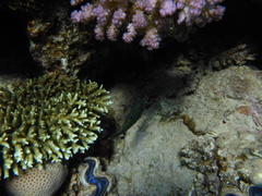 Canthigaster margaritata