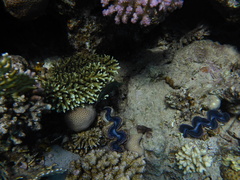 Canthigaster margaritata