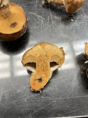 Suillus cothurnatus